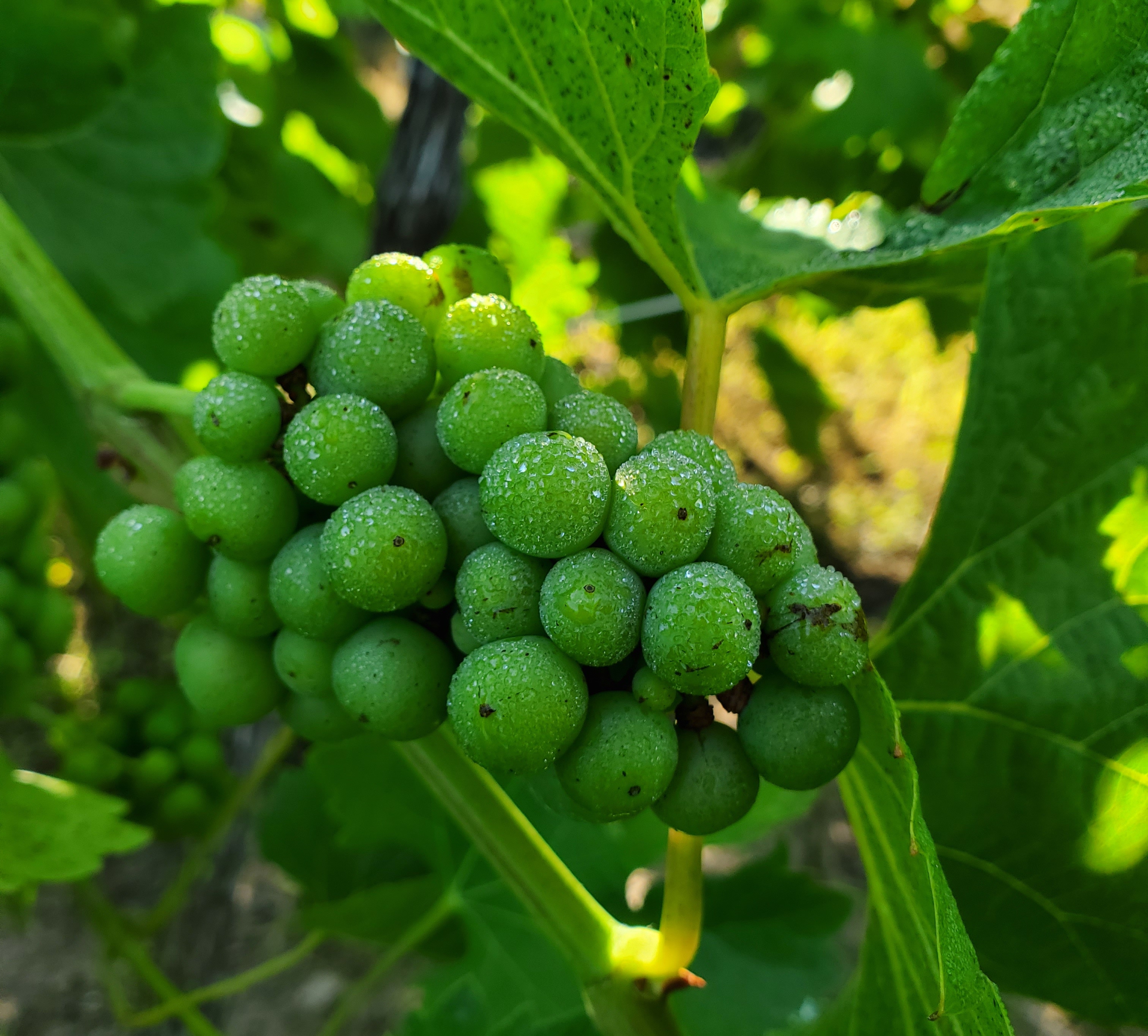 Dew on grapes